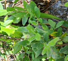 Billardiera scandens