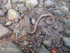 Storeria storerioides