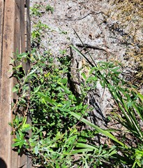 Billardiera scandens