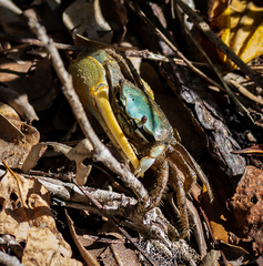 Minuca longisignalis