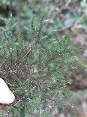 Echinodiopsis hispida