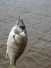 Acanthopagrus australis