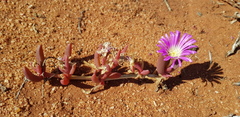 Disphyma crassifolium