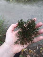 Echinodiopsis hispida