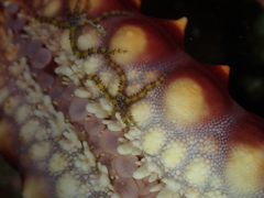Ophiothela mirabilis
