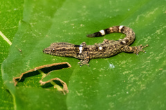 Sphaerodactylus glaucus