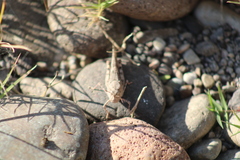 Trimerotropis pallidipennis