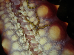 Ophiothela mirabilis
