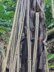 Opisthoplatia orientalis
