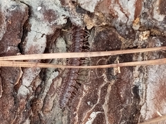 Polydesmus angustus