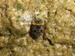 Ochterus