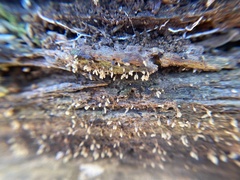 Arcyria cinerea