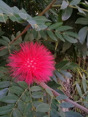 Calliandra haematocephala