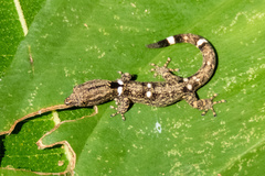 Sphaerodactylus glaucus