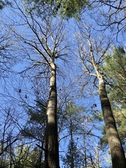 Populus grandidentata