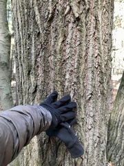 Populus grandidentata