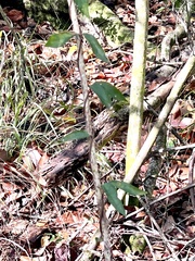 Dolichandra unguis-cati