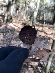 Populus grandidentata
