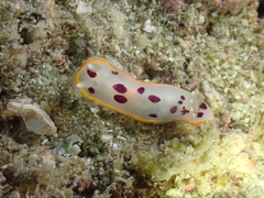 Goniobranchus tumuliferus