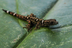 Sphaerodactylus glaucus