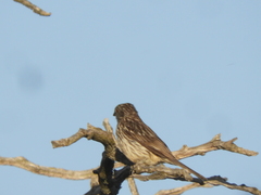 Phytotoma rutila