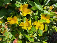 Hibbertia scandens