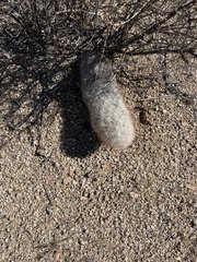 Escobaria alversonii