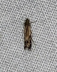 Anacampsis