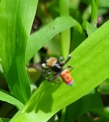 Maratus pavonis