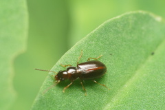 Stenolophini