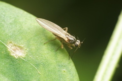 Lonchoptera bifurcata