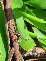 Maratus pavonis
