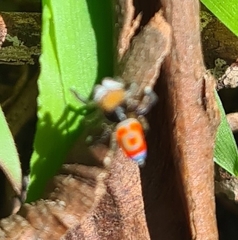 Maratus pavonis