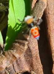 Maratus pavonis