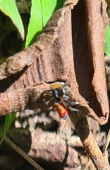 Maratus pavonis