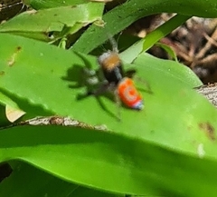 Maratus pavonis