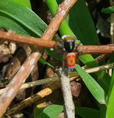 Maratus pavonis