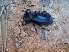 Stenomorpha confluens