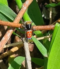Maratus pavonis