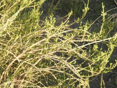 Acantholippia seriphioides