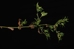 Paronychia fastigiata fastigiata