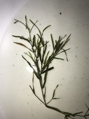 Potamogeton obtusifolius