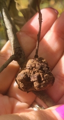 Callirhytis quercuspunctata