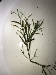 Potamogeton obtusifolius