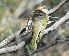 Chrysococcyx basalis