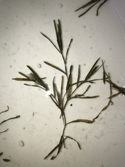 Potamogeton obtusifolius