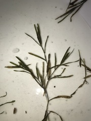 Potamogeton obtusifolius