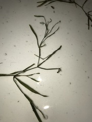 Potamogeton obtusifolius