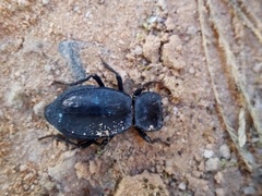 Stenomorpha confluens