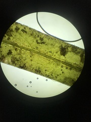 Potamogeton obtusifolius